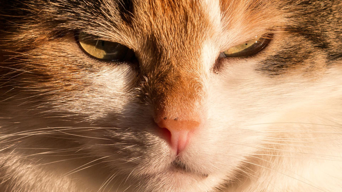 Keeping your cat happy with CBD