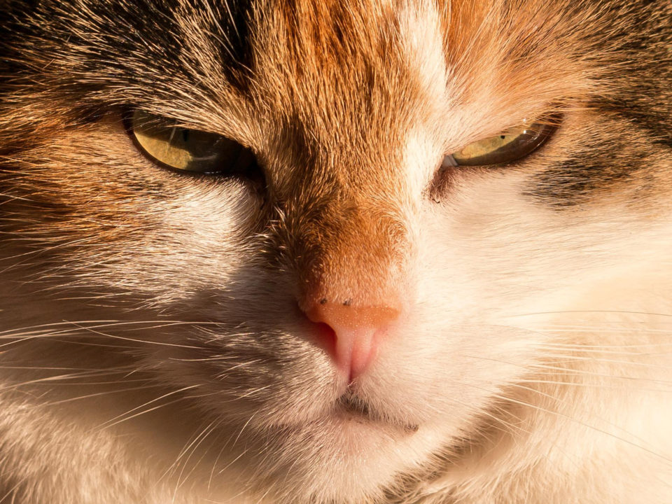 Keeping your cat happy with CBD