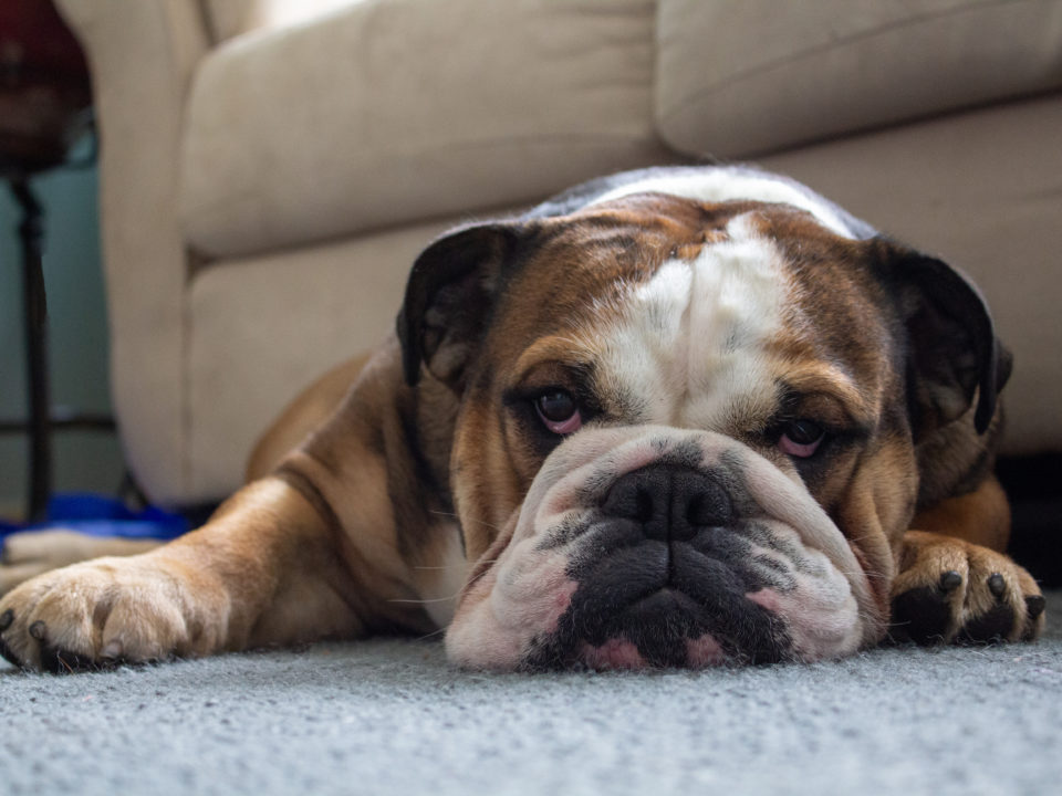Pain Relief for Dogs: How CBD Can Treat Your Pet's Pain?