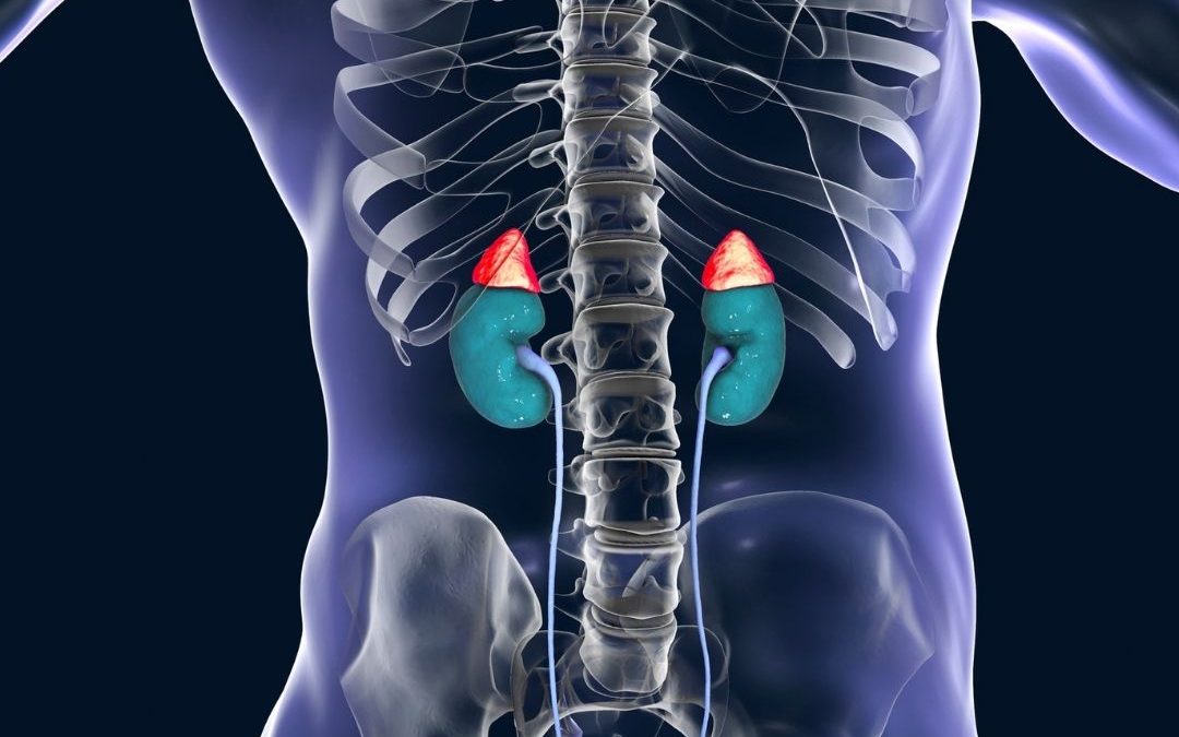 CBD oil side effects on kidneys