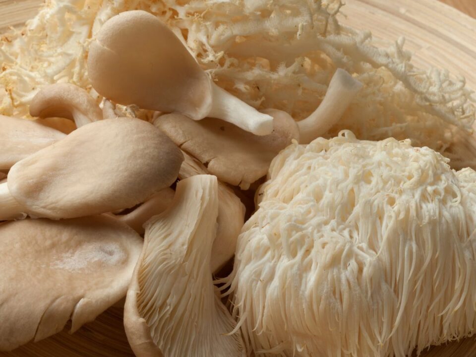 NAYSA Nutra Energize mushroom extract
