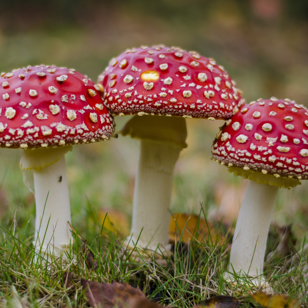 mushroom skincare